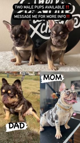 FRENCHIE PUPPIES