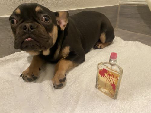 Frenchie bulldog