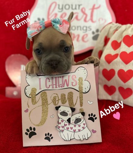 Pure Bred French Bulldogs