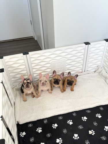 French Bulldog Puppies