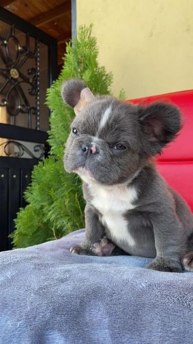 FRENCH BULLDOG FLUFFY