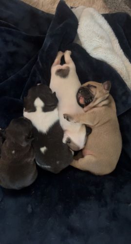 French bulldogs all female