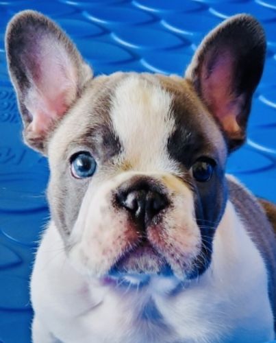 Lilac Blue Pied puppy