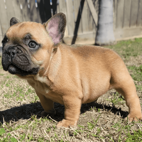 French bulldog male