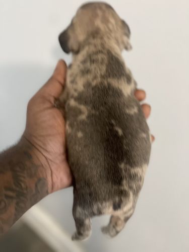 Lovely French Bulldog Puppies For Sale