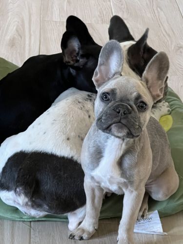 Frenchie for sale