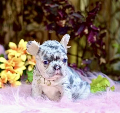 Blue Merle French Bulldog