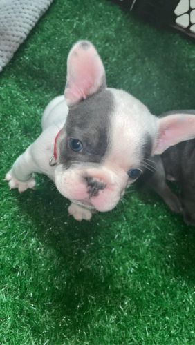 French bulldog pups
