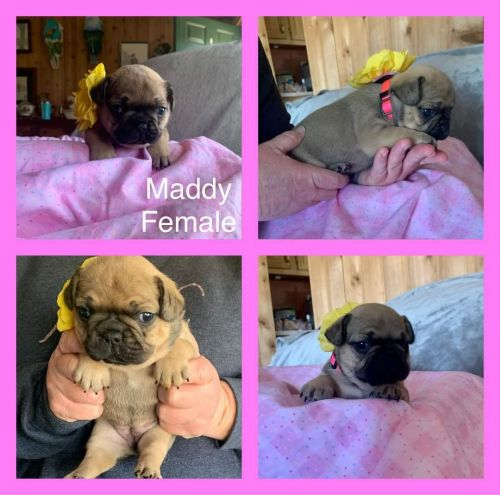 French bulldog puppies for sale