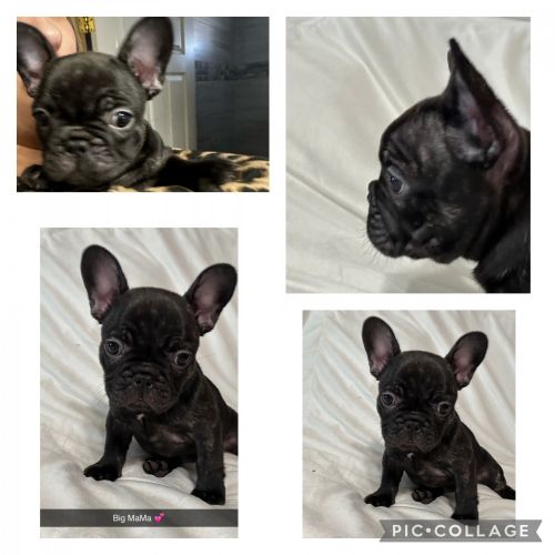 AKC Frenchie