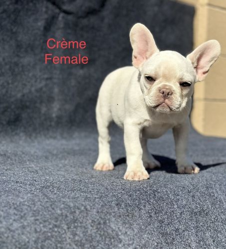 Frenchies looking for their Couches