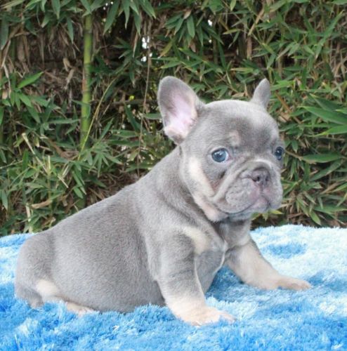 French bulldogs