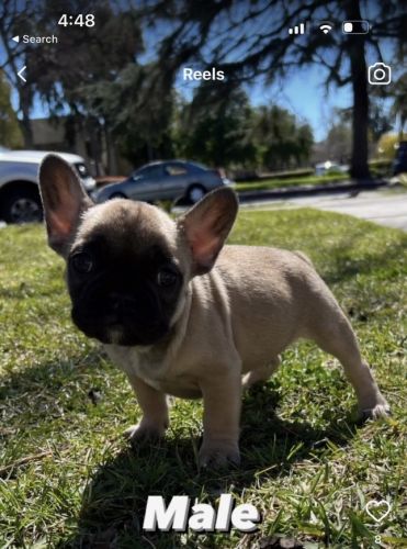 Frenchie puppies available