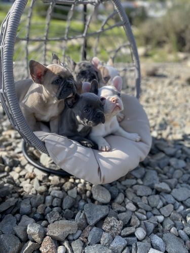 French Bulldog Puppies