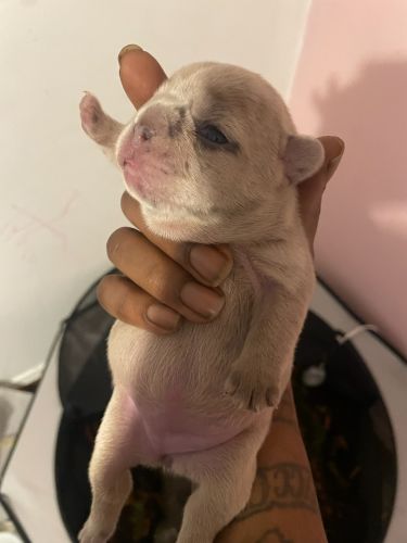 Exotic french bulldogs