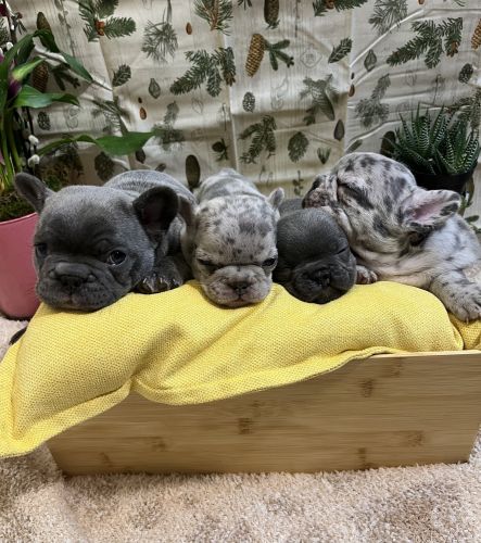 Akc French bulldogs