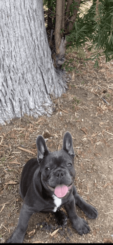 French bulldog 11 months Old blue/ grey