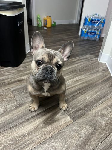 French Bulldog