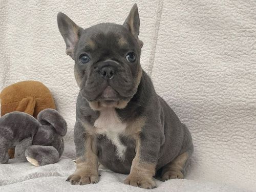 Mega male Blue and Tan