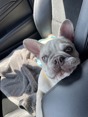 Rare Spotty French Bulldog