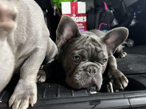 French Bulldog for sale