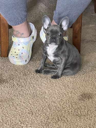 French Bulldog, Female