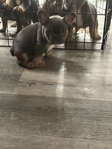 French bulldog puppies