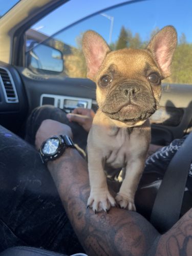 3 m/o French bulldog