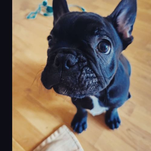 French bulldog