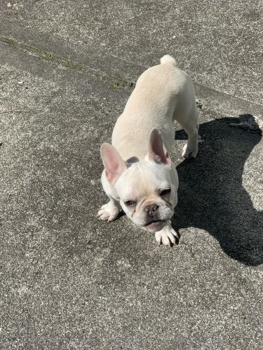 French bulldog for sale