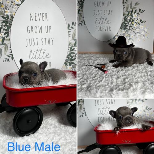 Male Frenchie