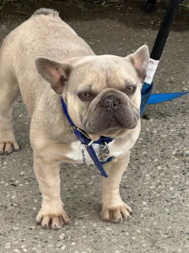 Full AKC registered FRENCHIES