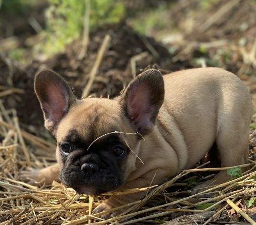 AKC French Bulldog Puppy