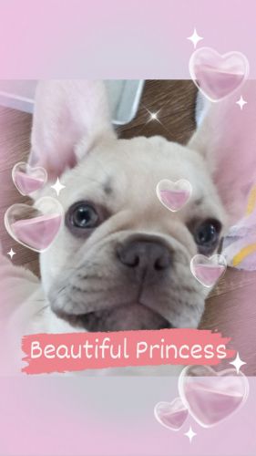 Frenchie puppies AKC