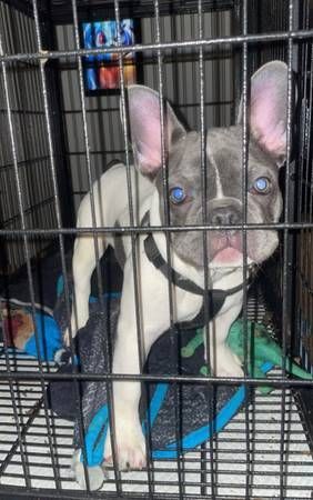Female french bulldog puppy