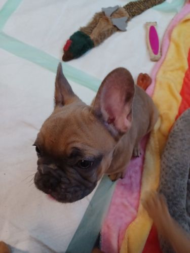 French bulldog puppies for sale