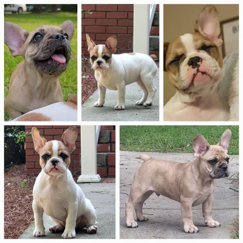 French bulldog