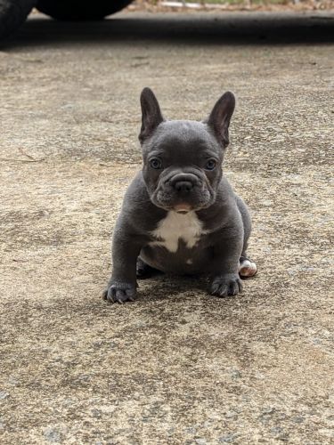 French Bulldog Puppy for Sale