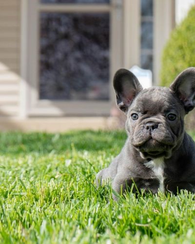 Cute French Bull
