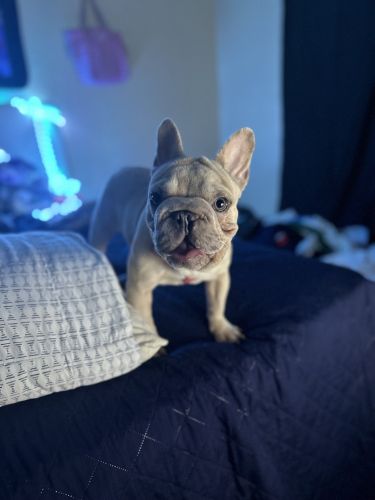 Frenchie for sale