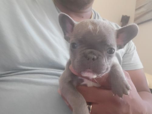 French bulldog male puppies