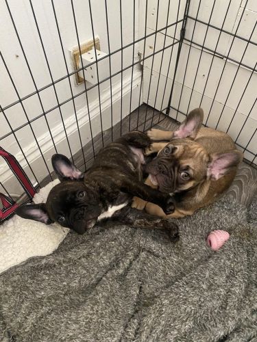 French bulldog puppies 2 gorgeous puppies available