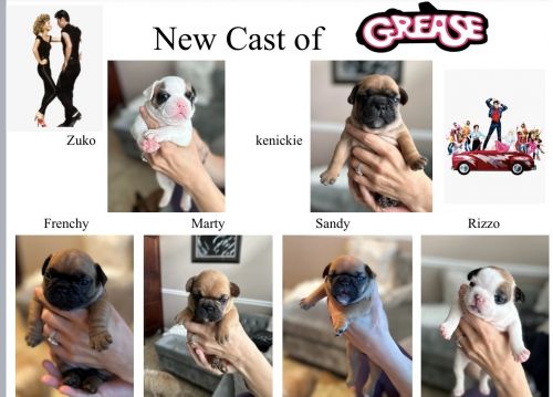 French bulldog puppies for sale