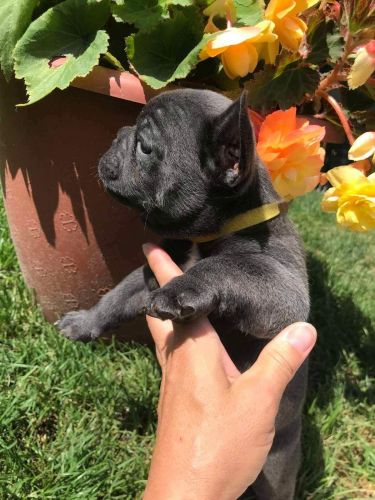 Blue French bulldogs