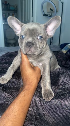 Handsome REVERSE BRINDLE ( rare coat ) French bulldog puppy