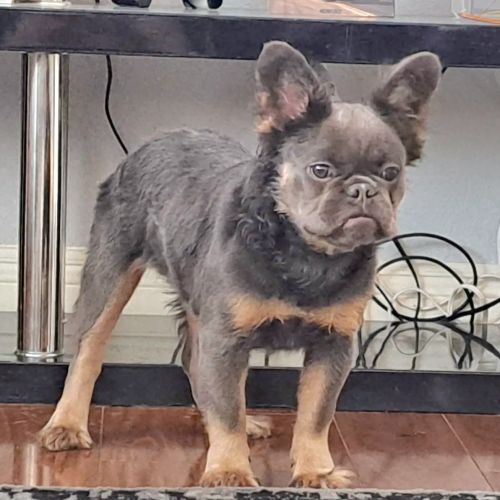 Blue & tan fluffy frenchie