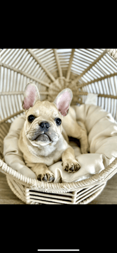 French Bulldog males