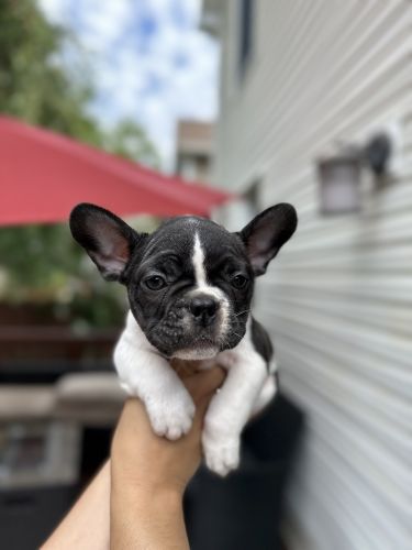 French Bulldog