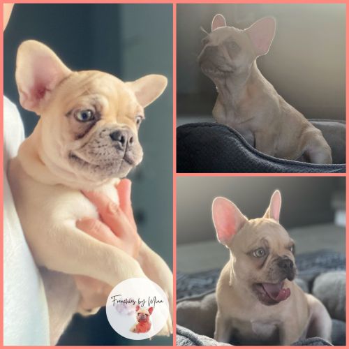 Blue and tan Fawn Merle Female