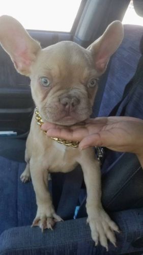 FRENCHIE FOR SALE